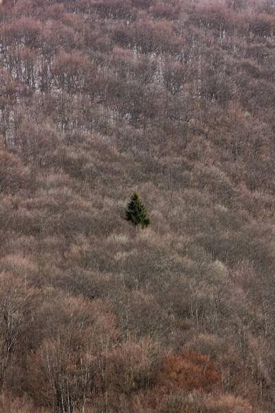 Photograph Marko Radovanovic Alone on One Eyeland